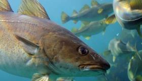 इब्न सिरिन के बड़ी मछली के सपने की व्याख्या क्या है?