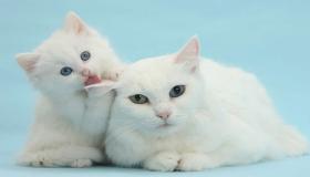 מהי הפרשנות של ראיית חתול לבן בחלום על ידי אבן סירין?
