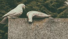 इब्न सिरिन द्वारा मृत कबूतर के सपने की व्याख्या, मृत काले कबूतर के सपने की व्याख्या और मृत सफेद कबूतर के सपने की व्याख्या