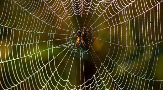 Vad är tolkningen av att se en spindel i en dröm av Ibn Sirin?