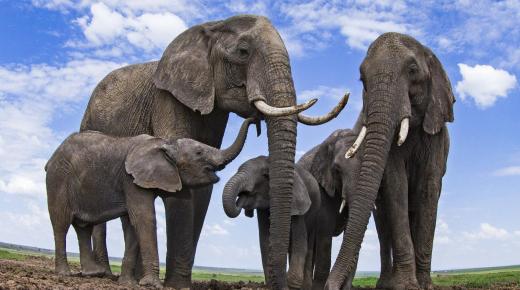 इब्न सिरिन द्वारा एकल महिलाओं के लिए एक सपने में एक हाथी के सपने की सबसे सटीक 40 व्याख्या