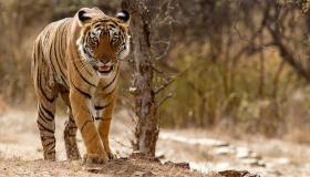 Pune indikacije za tumačenje sna o tigru u snu za slobodne žene