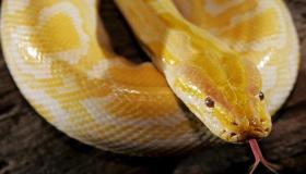 Vad vet du om tolkningen av en dröm om en gul orm i en dröm?