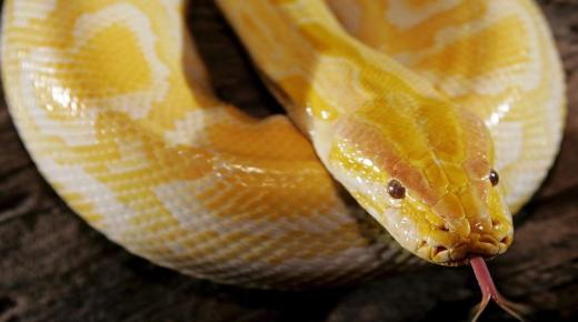 خواب میں پیلے رنگ کے سانپ کے بارے میں خواب کی تعبیر کے بارے میں آپ کیا جانتے ہیں؟