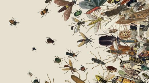 Научете го толкувањето на сонот за инсекти и лебарки од Ибн Сирин, толкувањето на сонот за летечките инсекти и лебарките и толкувањето на сонот за инсектите и црните лебарки