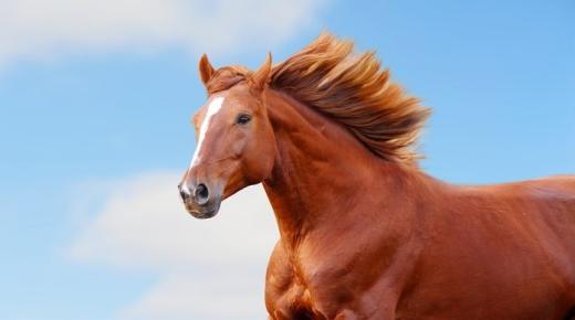 ما هو تفسير حلم الحصان البني للعزباء لابن سيرين؟