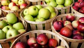تفسير التفاح في المنام لابن سيرين والإمام الصادق وأكل التفاح في المنام وشراء التفاح في المنام