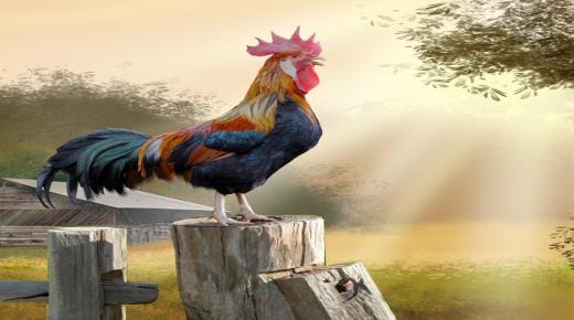 नबुलसी और इब्न सिरिन द्वारा सपने में मुर्गा देखने की 100 से अधिक व्याख्याएं