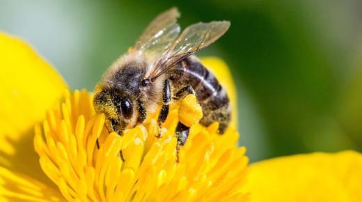 Wat betekent het zien van bijen in een droom?