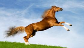 Lær om tolkningen av en drøm om en hest i en drøm av Ibn Sirin