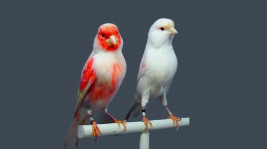 पक्षियों के सपने की व्याख्या करने के लिए इब्न सिरिन की व्याख्या