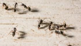 इब्न सिरिन द्वारा सपने में चींटियों के सपने की व्याख्या और शरीर पर चलने वाली चींटियों के सपने की व्याख्या के बारे में जानें