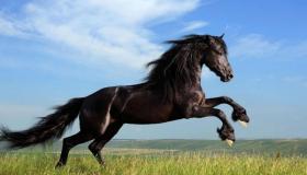 घोड़े के बारे में एक सपने की व्याख्या और इब्न सिरिन के लिए इसकी सवारी क्या है?
