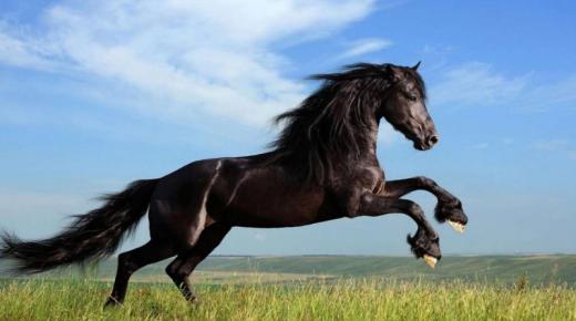 Vad är tolkningen av en dröm om en häst och att rida den för Ibn Sirin?