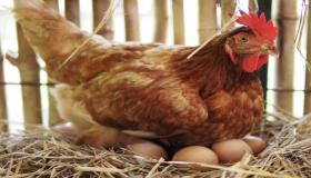 Hva er tolkningen av å se egg og kyllinger i en drøm av Ibn Sirin?