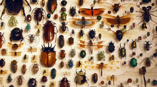 Hva er tolkningen av en drøm om insekter i en drøm av Ibn Sirin?