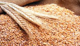 夢の中の小麦と夢の中の小麦の粒 by Ibn Sirin