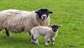 19 interpretimet më të rëndësishme të shikimit të deleve në ëndërr nga Ibn Sirin