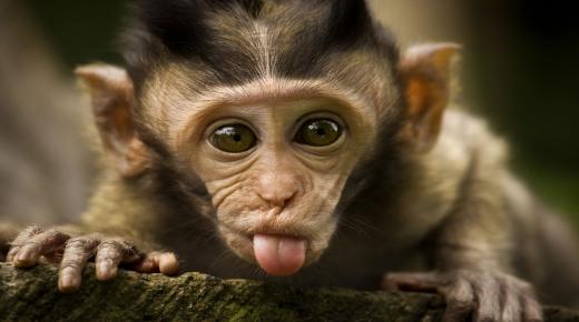 מה שאתה לא יודע על פירוש חלום של קוף על ידי אבן סירין וחוקרים בכירים
