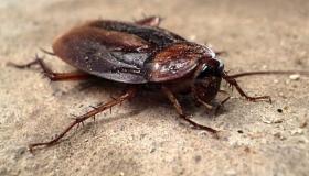 Ik heb kakkerlakken gedood in een droom, wat is de interpretatie van de droom?