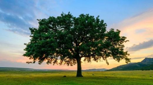 Et emne som uttrykker treet og behovet for å bevare det