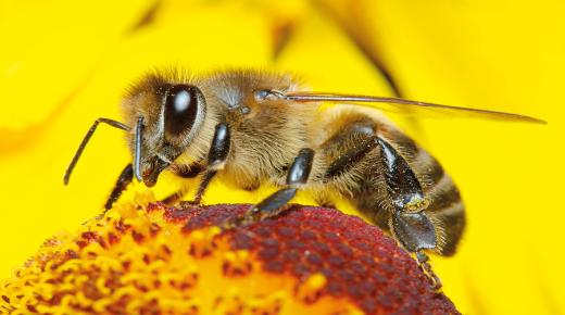 Ett omfattande och distinkt ämne om bin