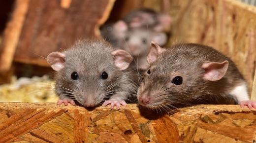 تفسير الفئران في المنام للمتزوجة لابن سيرين ورؤية الفئران السوداء في المنام للمتزوجة والفئران الميتة في المنام للمتزوجة