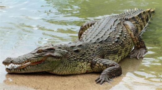 Naučite o tumačenju krokodila u snu od Ibn Sirina i Imama Al-Sadiqa, tumačenju malog krokodila u snu i ubijanju krokodila u snu.