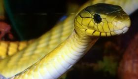 Lær om tolkningen av den gule slangen i en drøm av Ibn Sirin