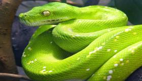 Hva er tolkningen av den grønne slangen i en drøm av Ibn Sirin?