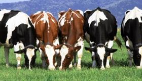 أهم تفسيرات رؤية قطيع البقر في المنام