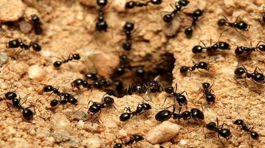 Interpretatie van een droom over mieren voor alleenstaande vrouwen door Ibn Sirin