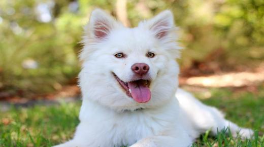 इब्न सिरिन द्वारा एकल महिलाओं के लिए सफेद कुत्तों के सपने की व्याख्या सीखें