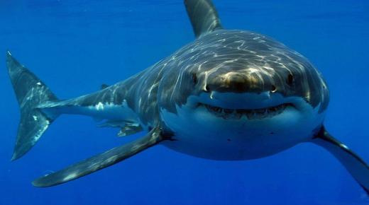Какво је тумачење сна о ајкули од Ибн Сирина?