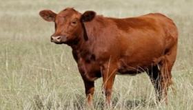 इब्न सिरिन द्वारा भूरे रंग की गाय के सपने की व्याख्या सीखें