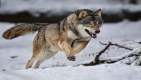 أهم 10 دلالات لرؤية الذئب يهاجم في المنام للعزباء لابن سيرين