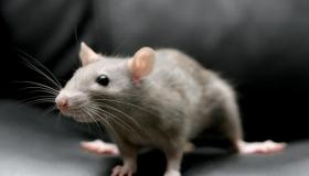 ما تفسير رؤيا الفئران في المنام لابن سيرين؟