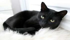 ما هو تفسير القطة السوداء في المنام لابن سيرين؟
