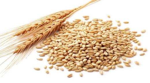 ما هي فوائد جنين القمح للتخسيس؟