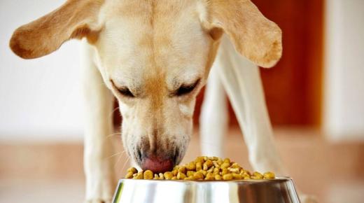 تفسير رؤية إطعام الكلاب في المنام لابن سيرين والنابلسي