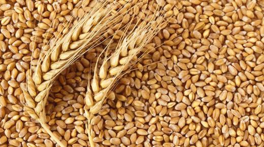 ما هي فوائد حبوب القمح؟