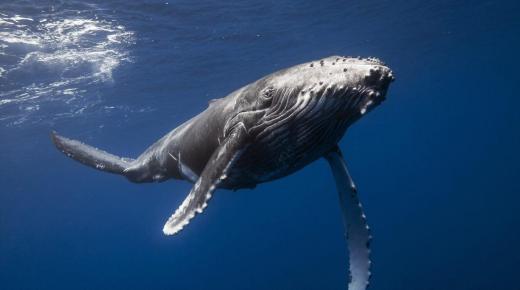 ما هو تفسير حلم الحوت للعزباء لابن سيرين؟ وتفسير رؤية الحوت الازرق في المنام للعزباء وتفسير رؤية الحوت الكبير في المنام للعزباء