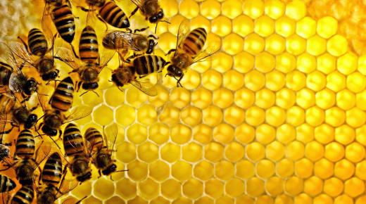 أدق 30 دلالة لتفسير حلم النحل يطاردني في المنام لابن سيرين