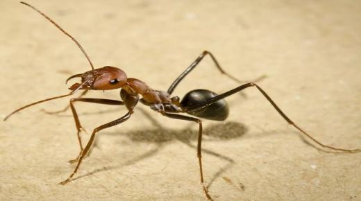 تفسير حلم النمل للعزباء لابن سيرين وابن شاهين