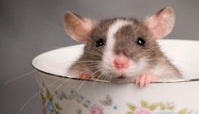 تفسير رؤية الفئران في المنام لابن سيرين والنابلسي ورؤية الفئران الصغيرة في المنام وتفسير رؤية الفئران الكثيرة في المنام ورؤية الفئران في المنام وقتلها