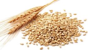 معرومات عن أهم فوائد جنين القمح