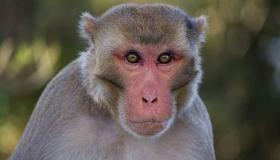 هل القرد في المنام بشارة خير؟