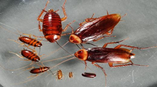 أهم تفسيرات رؤية الصراصير والنمل في المنام لابن سيرين