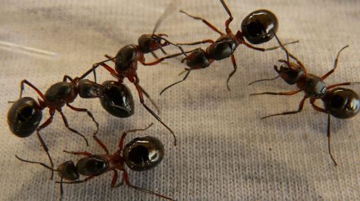 ما هو تفسير حلم النمل الكثير في المنام لابن سيرين؟