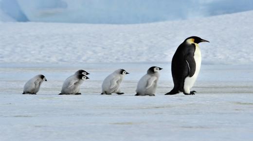 इब्न सिरिन द्वारा सपने में पेंगुइन देखने की 20 सबसे महत्वपूर्ण व्याख्याएँ